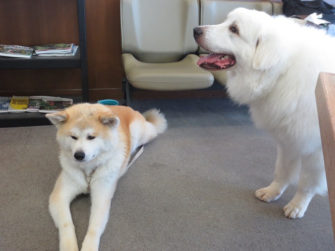 店内の犬口密度 磐梯スノーdogs